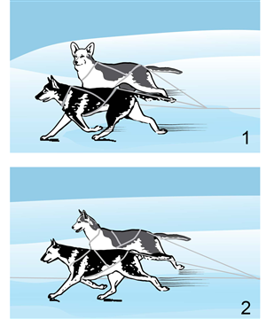 Illustration Design by alice
