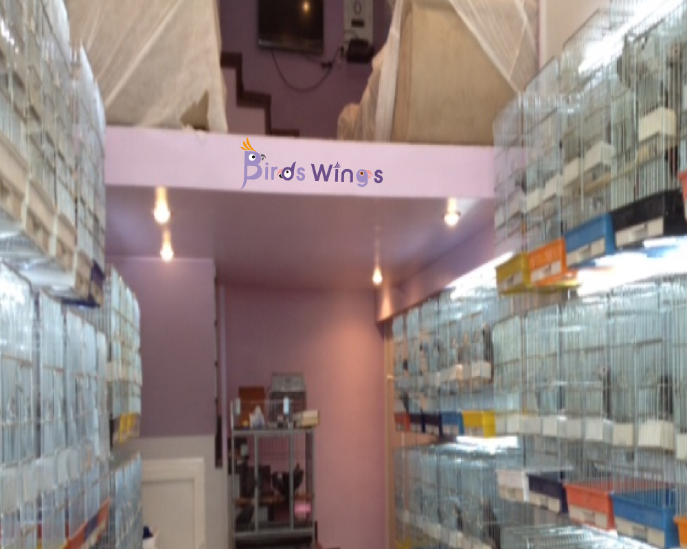 Design de Logo par briliana pour birdswings | Design #947865