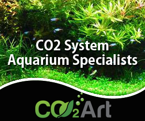 Banner-Design von Janko Janakievski für CO2Art Ltd | Design: #3806395