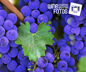 Logo Design by Rafael Martyres for Rachel Piersig Photography | Design: #3773390