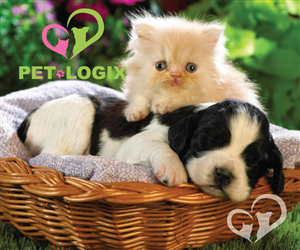 Logo Design by AizerDS for Pet-Logix | Design: #3754499
