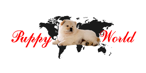 Logo Design by colibrivisionci for Cornerstone Home Repair | Design: #3787613