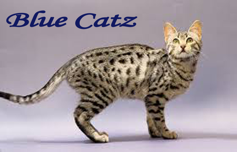 Logo Design by arvind_patel82 for Blue Catz Inc | Design #3827291