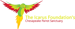 Logo-Design von jordyboy für The Icarus Foundation, Inc. | Design: #3839657