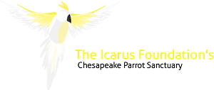 Logo-Design von jordyboy für The Icarus Foundation, Inc. | Design: #3866241