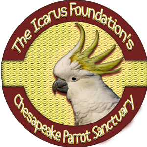 Design de Logo par enfamousd3sign pour The Icarus Foundation, Inc. | Design : #3840217