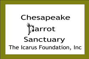 Design de Logo par ArtGallore pour The Icarus Foundation, Inc. | Design : #4011568