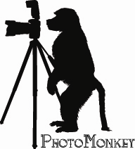 Logo Design by Gekko Web Design