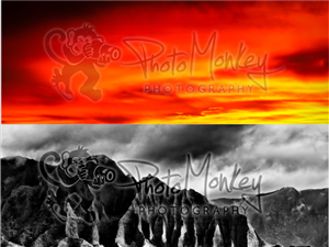 Diseño de Logo por Secko para PhotoMonkey | Diseño: #1089873