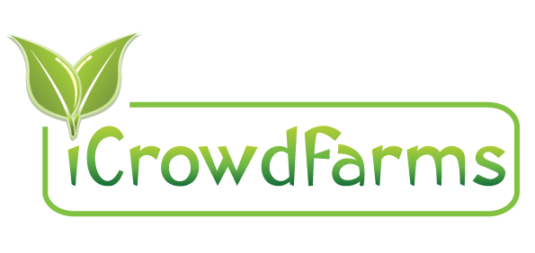 Logo Design by xpertdesigner for Nico Helmets | Design #1077936