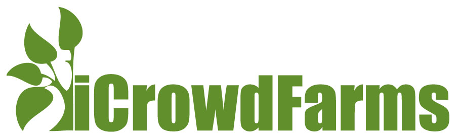 Logo Design by xpertdesigner for Nico Helmets | Design #1078006