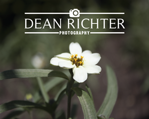 Logo Design by jordyboy for Dean Richter Photography | Design: #3970117
