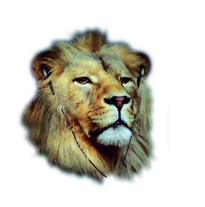 Design Illustration par maralvar pour ce projet | Design #3988364