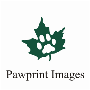 Logo Design by Alireza Mirzaei for this project | Design: #142276