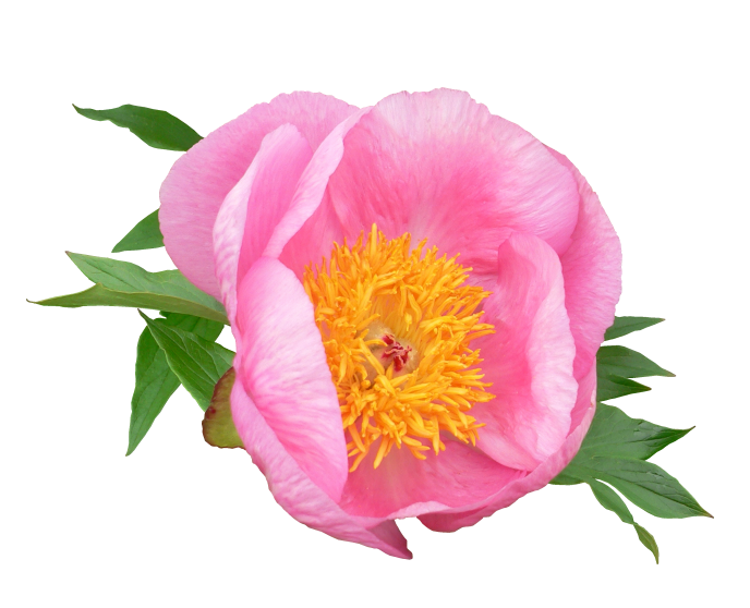 Logo Design by Tyeise for this project | Design #4070363