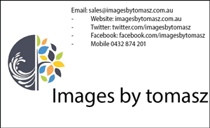 Business Card Design by Alexandra Ribet