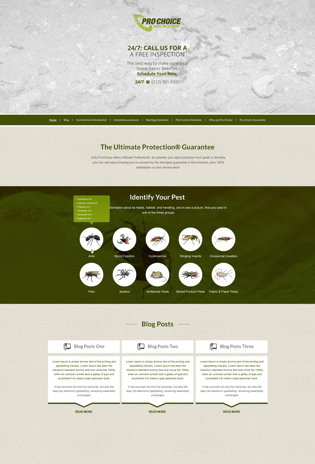 Wordpress Design by Impressive Sol for this project | Design #4111394