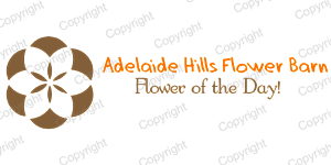 Logo Design by kimferrugioxo