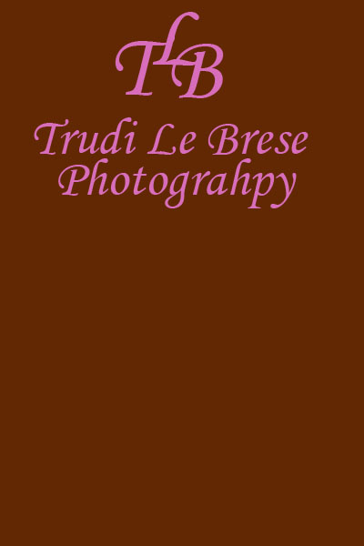 Logo Design by Anne Marie Bary for this project | Design #154087