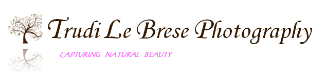 Diseño de Logo por SB  para este proyecto | Diseño #162774