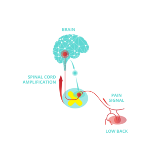 Physiotherapy business needs patient information graphic redesign | Graphic Design by Tegridy Studio
