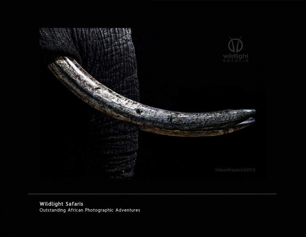 Postcard Design by ditaangelia for Wildlightsafaris | Design #4451193