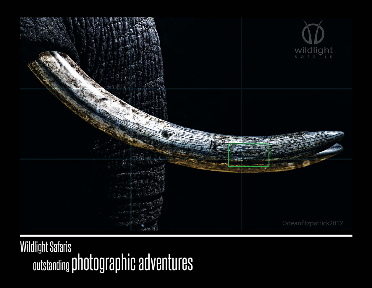 Postcard Design by inungaz for Wildlightsafaris | Design #4410377