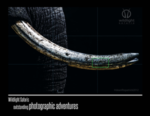 Postcard Design by inungaz