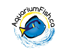 Logo Design by Starkal Graphicx