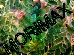 Logo Design by Randika34 for GT World of Beauty GmbH | Design #4570028