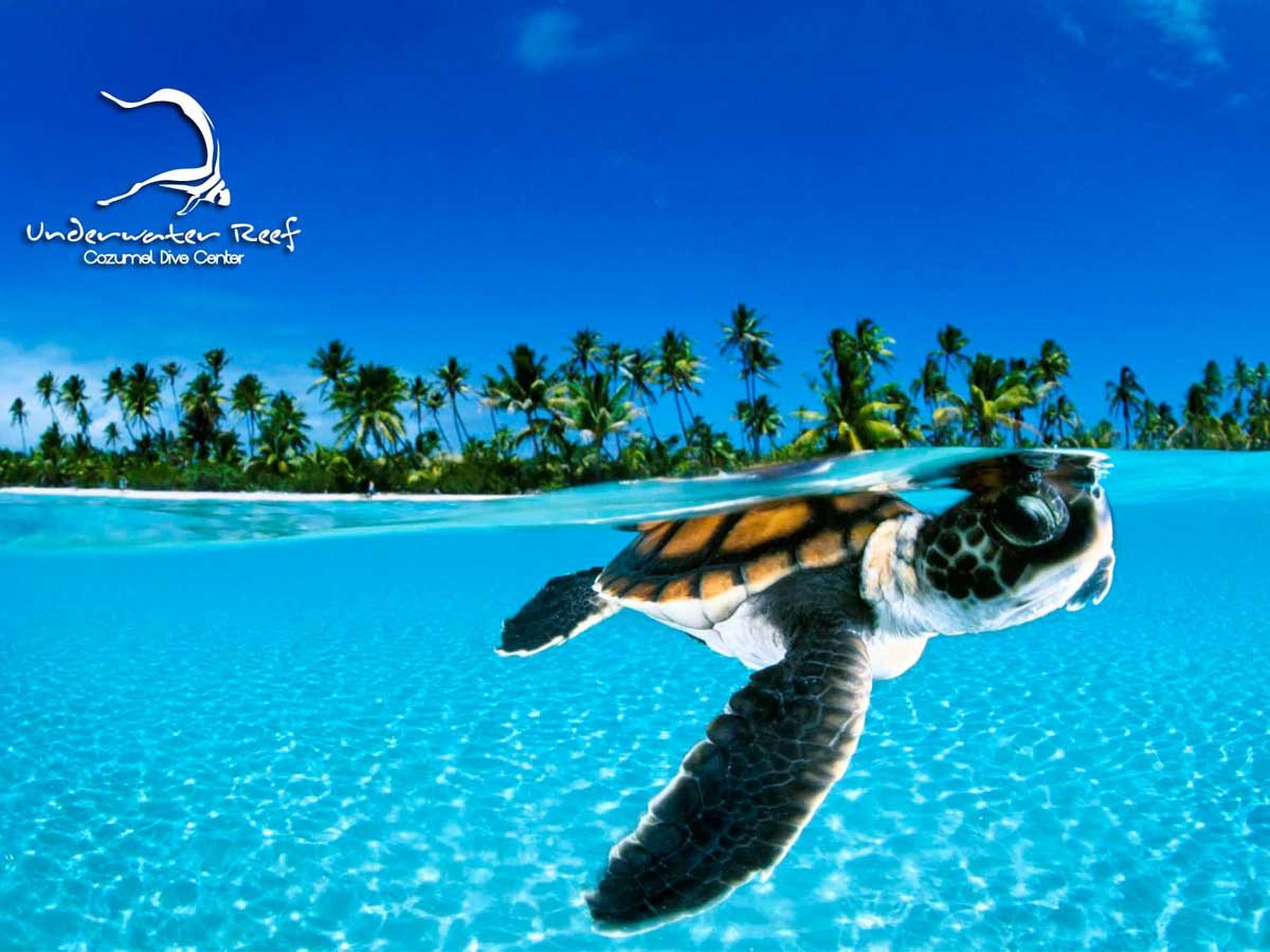 Logo-Design von jGraphics für Rytmika | Design #4611513