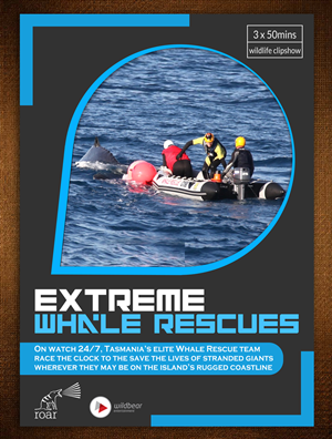 Brochure Design by ESolz Technologies
