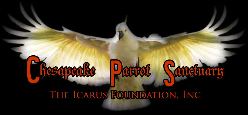 Logo Design by himangini.lijo for The Icarus Foundation, Inc. | Design #4661967