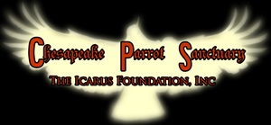 Design de Logo par himangini.lijo pour The Icarus Foundation, Inc. | Design : #4661993