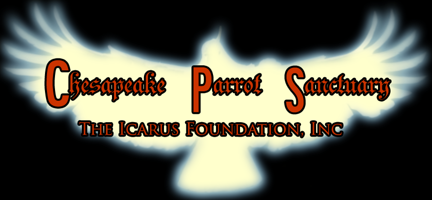 Logo Design by himangini.lijo for The Icarus Foundation, Inc. | Design #4662002