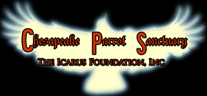Design de Logo par himangini.lijo pour The Icarus Foundation, Inc. | Design : #4662002