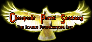 Design de Logo par himangini.lijo pour The Icarus Foundation, Inc. | Design : #4662006