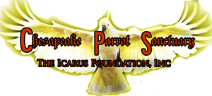 Design de Logo par himangini.lijo pour The Icarus Foundation, Inc. | Design : #4662017