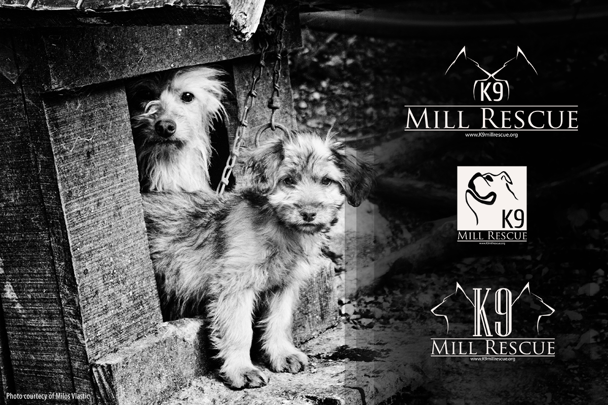 Design de Logo par 507IW pour ce projet | Design #4664741