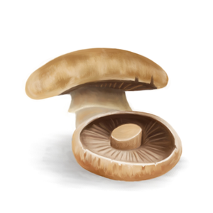 Mushroom Images  | Design Graphique par Veronika K.