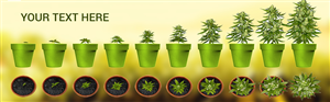 Banner Ad Design by NexQuix