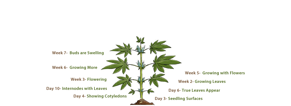 Banner-Design von J. Chaturvedi für dieses Projekt | Design #4786919