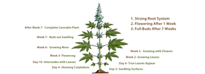 Banner Ad Design by J. Chaturvedi