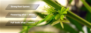 Banner Ad Design by maxartkiller