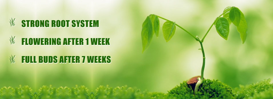 Diseño De Banner Publicitario por bangraphics para este proyecto | Diseño #4863154