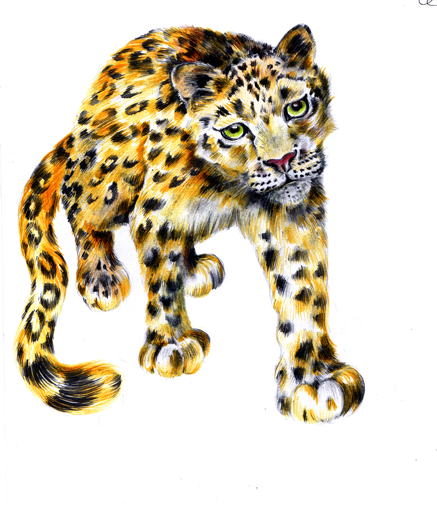 Illustration Design by Dawn Larder for Wild Crossing | Design #4867511