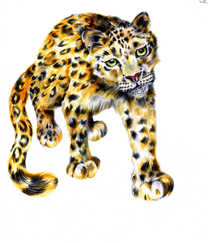Illustration Design by Dawn Larder for Wild Crossing | Design #4867511