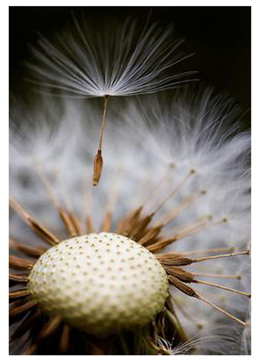 Diseño de portada de libro por priyajoseph para este proyecto | Diseño #4855832