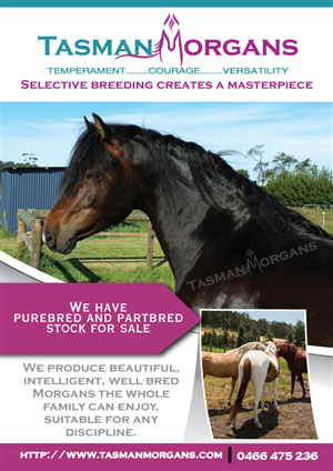 Diseño de Flyer por Black Stallions Impressive Solutions para Tasman Morgans | Diseño #4877596
