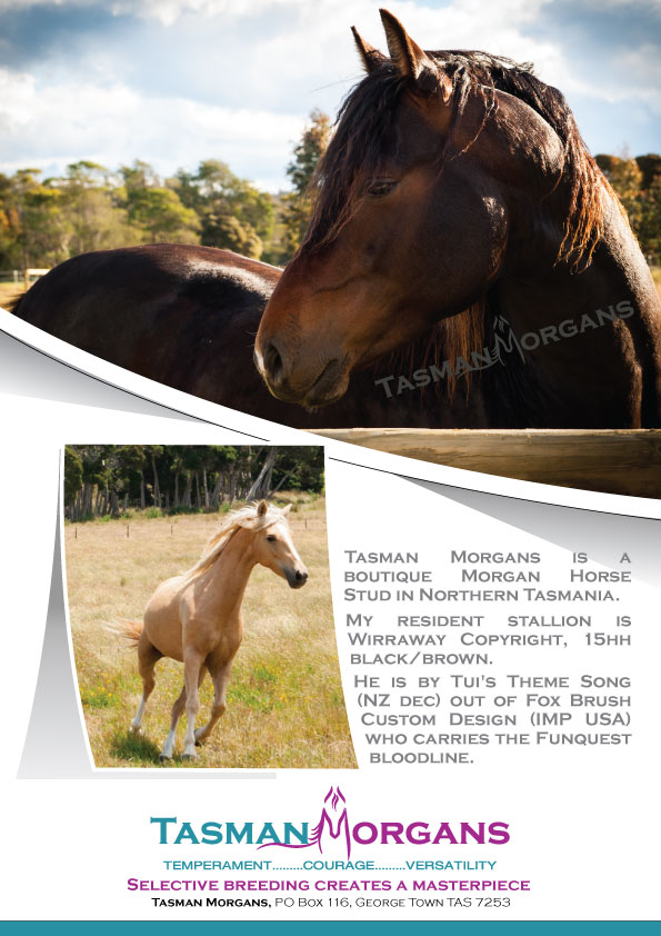 Flyer Design by Impressive Solutions for Tasman Morgans | Design #4877599